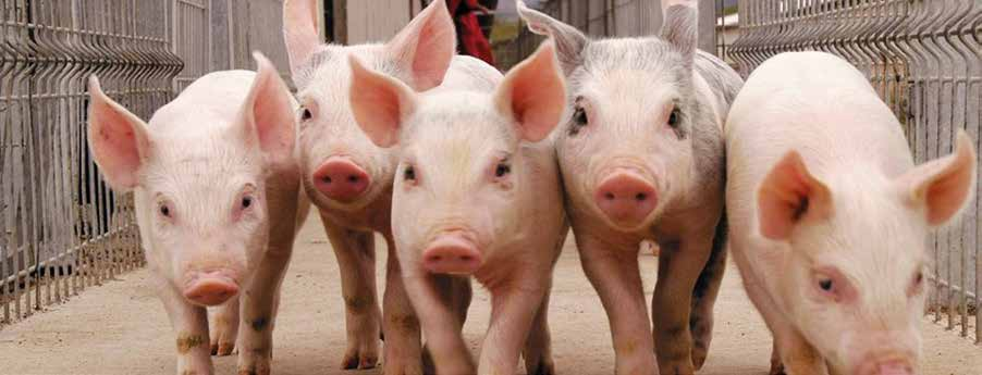 Aditivos La línea de aditivos de DCM Nutrition & Pharma para ganado porcino considera todas las etapas de crecimiento de los cerdos, la