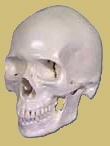 La principal característica de los primeros Homo, el Homo habilis, va a ser la capacidad de obtener utensilios manipulando ciertas materias primas; no está claro si este Homo fue el primero en