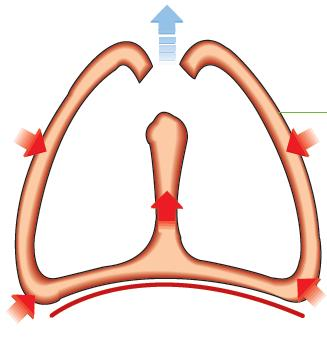 8. El aparato respiratorio APARATO RESPIRATORIO Fosas nasales