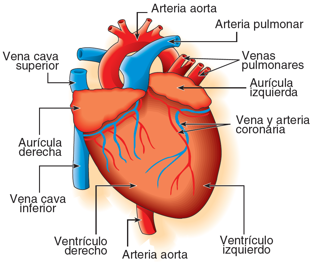 10. El aparato circulatorio Vasos sanguíneos.