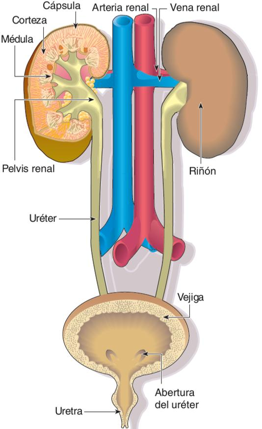 11. La excreción y el aparato urinario APARATOS Y ÓRGANOS EXCRETORES Glándulas sudoríparas.