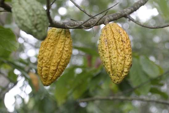 FAMSI 2008: Nisao Ogata Aguilar Investigación de los Huertos Sagrados de Cacao de los Mayas Año de Investigación: 2003 Cultura: Maya Cronología: Clásico Ubicación: Valle de Zapotitan Sitio: El Cerén