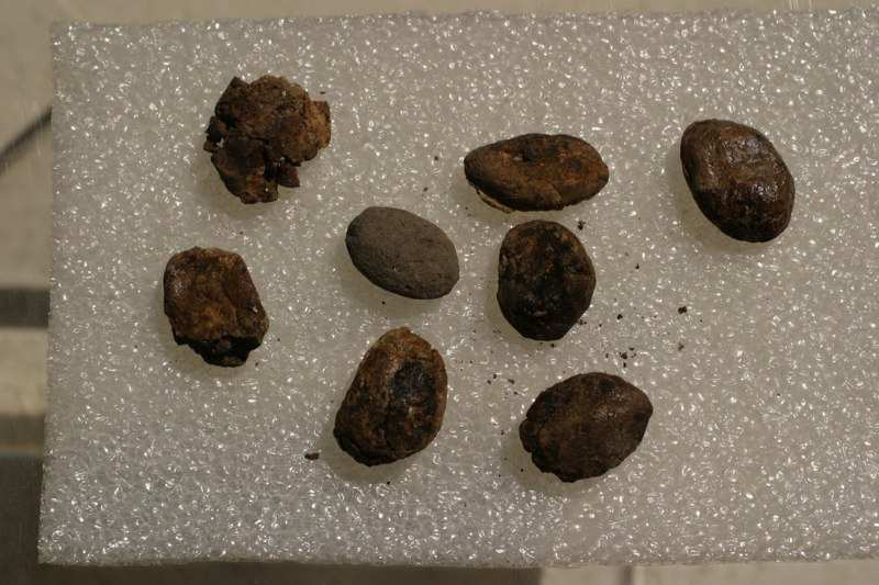 Semillas de cacao en el Museo de El Cerén