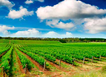 Nuestros Viñedos Nuestros viñedos están situados en Miguel Esteban, localidad perteneciente a la provinciatoledo. Toledo es la capital de la comunidad autónoma de Castilla La Mancha.