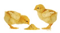 4) ALIMENTACIÓN La producción de pollos parrilleros puede presentar 3 etapas: Etapa 1: Iniciador (1 a 20 días). Etapa 2: Crecimiento (21 a 30 días). Etapa 3: Terminador (31 a 45 días).