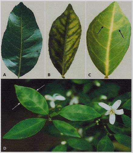 Figura 5. Planta de Limonaria Murraya paniculata. Figura 6. Síntomas del HLB.