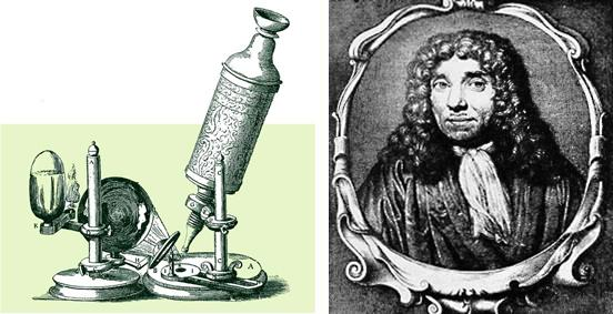 Fue a partir de la invención del microscopio que empezó el estudio de la célula. Los primeros microscopios se hicieron alrededor del año 1600.