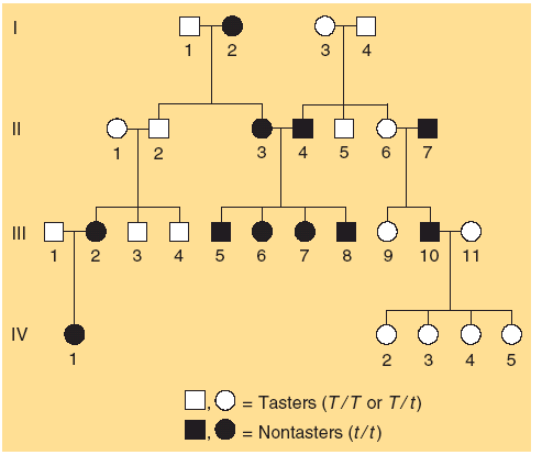 Análisis de pedigrí de desórdenes autosómicos polimórficos Polimorfismo: coexistencia de dos ó más fenotipos comunes de un carácter en una población.
