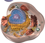 3 Las células y sus tipos Las células eucariotas Las células eucariotas tienen el material genético (ADN) dentro de un orgánulo llamado núcleo.