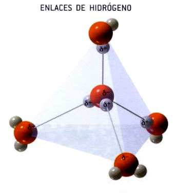 4. Fuerzas intermoleculares Enlaces de hidrógeno: Las F entre dipolos son especialmente intensas en moléculas que tienen un átomo muy c (F, O, N) unido al H, las moléculas se unen