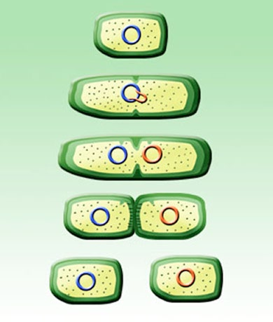 ANEXO 3 Reproducción de las bacterias. http://www.jisanta.com/biologia/microorganismos.