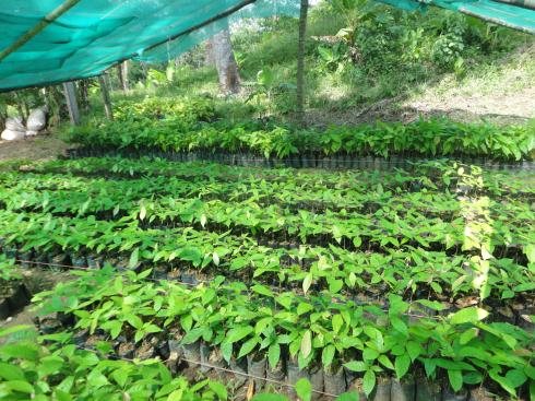 ANEXO 2. Fotos de viveros para la producción de plantas injertadas de cacao Vivero de ASAP (Charagre), abajo del área techada ya se tienen más de 2500 plantas listas para injertar.