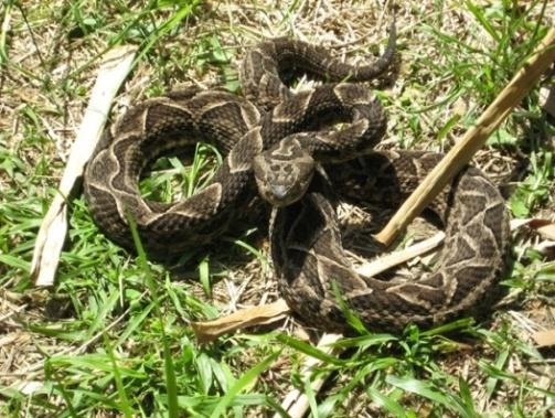 Acerca de las serpientes venenosas Los ofidios (o serpientes), son reptiles que se encuentran sobre toda la superficie terrestre, a excepción de los casquetes polares.