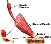 TIPOS DE TEJIDO MSCLAR Biomecánica del Tejido Muscular Composición y estructura Comportamiento biomecánico Comportamiento bajo carga Contracción muscular Análisis curva tensión/deformación en el