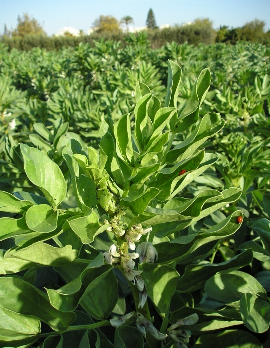 Foto 13. Control biológico del pulgón del haba por Coccinella septempunctata,. (muy habitual en estos cultivares con conducción ecológica del cultivo).