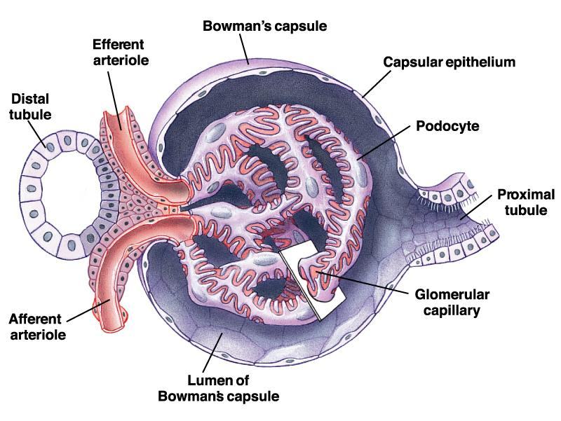 La función del glomérulo es filtrar, la estructura del glomérulo favorece la GLOMÉRULO: reabsorción A que se referira esto? 1. FILTRA LA SANGRE Por qué el glomérulo es tan eficiente 2.