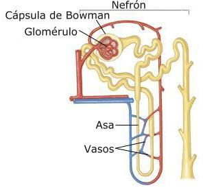 - Túbulo proximal: primera parte del túbulo renal, contiguo a la Cápsula de Bowman, de forma contorneada.