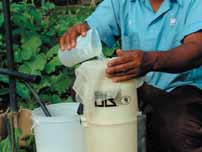 Aplicación de hongos entomopatógenos II El orden de preparación del caldo es el siguiente: 1 o Pre-mezcla: En el caso del producto líquido, se realiza una pre-mezcla en agua (debe encontrarse en ph
