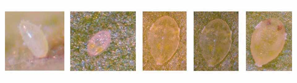 Seguimiento y decisiones II Proporción de la población de inmaduros en las hojas, que se expresa en la relación de huevo: ninfa1: ninfa 2-3: ninfa 4 o pupa: Permite decidir si existen condiciones