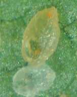 Seguimiento y decisiones VIII El síntoma típico que muestran las pupas afectadas por parasitoides (Encarsia, Eretmocerus) es el cambio de coloración y oscurecimiento, característico de la presencia