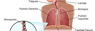 Las pruebas de función pulmonar (PFP) sonuna herramienta importante en el diagnóstico, evaluación y manejo de