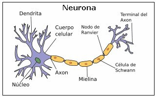 Hay tres tipos de neuronas, llamadas sensitivas, motoras y de asociación. Las neuronas sensitivas reciben el impulso originado en las células receptoras.