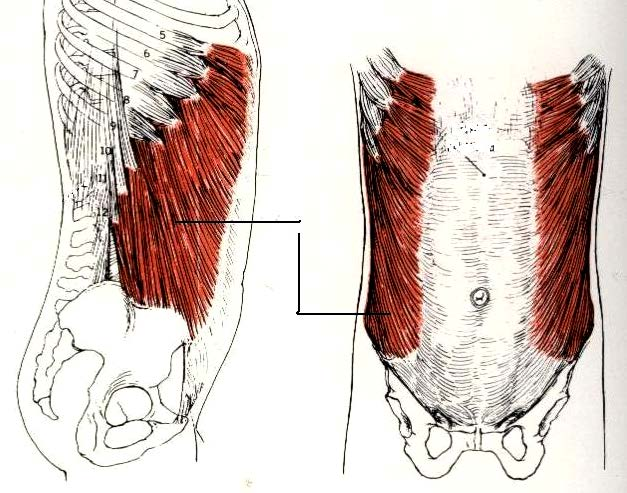 Fig. 4- Músculo inclinador del tronco. -Cuadrado lumbar. Movimiento principal: Rotación de Tronco. Músculo principal: Oblicuos Externos del Abdomen. (Fig.