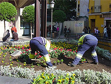 - Mantenimiento de todos los maceteros y jardineras de responsabilidad municipal, dentro del término municipal.