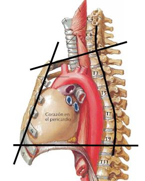 Lateralmente: dos planos, derecho e izquierdo, que pasen a nivel de las pleuras mediastínicas respectivas. Lateralmente: la cara interna de pleuras mediastínicas. Corazón Esternón Tráquea ANT.