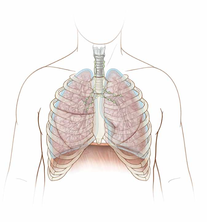 Descripción anatómica del tórax y los pulmones El espacio interior del pecho o tórax, donde se encuentran los pulmones, se llama cavidad torácica.