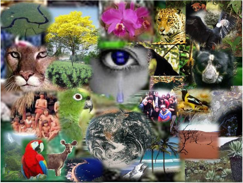 Biodiversidad Es la variedad de la vida. Este reciente concepto incluye varios niveles de la organización biológica.