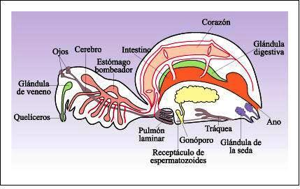 Sistema circulatorio de un crustáceo El Sistema Digestivo es completo, con piezas bucales adaptadas a la masticación o succión.
