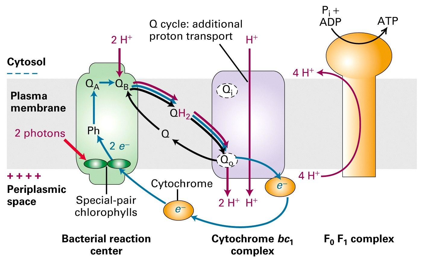 Fotofosforilación cíclica Ocurre en la fotosíntesis anoxigénica.
