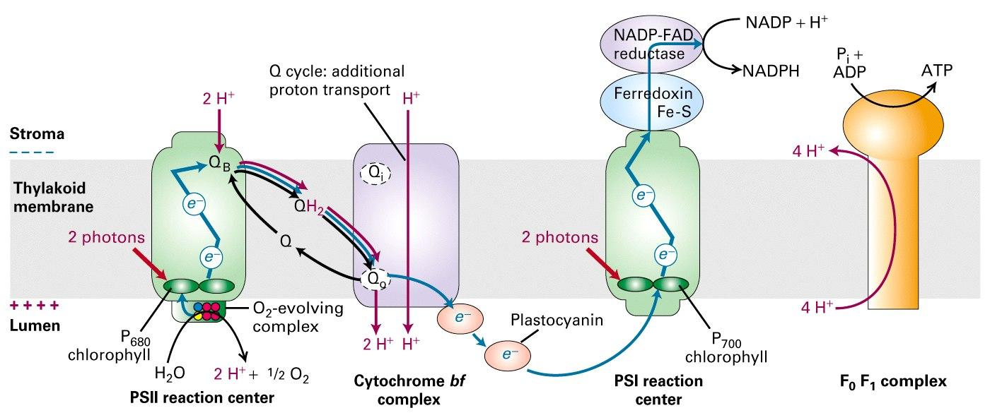 Fotofosforilación acíclica Ocurre en la fotosíntesis oxigénica.