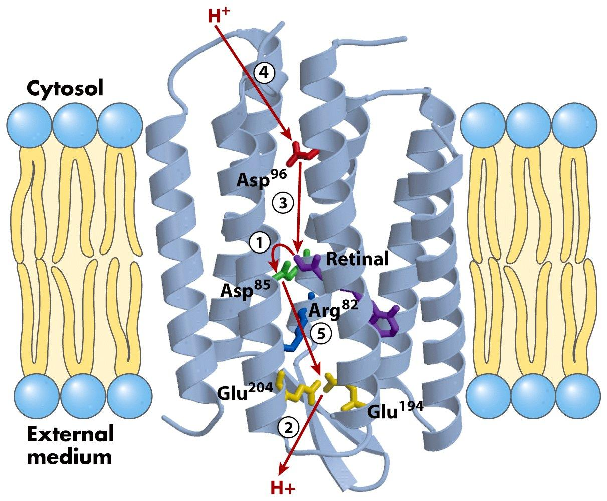 Fotofosforilación no fotosíntetica La bacteriorrodopsina tiene siete hélices a que comprenden toda la sección de la membrana.