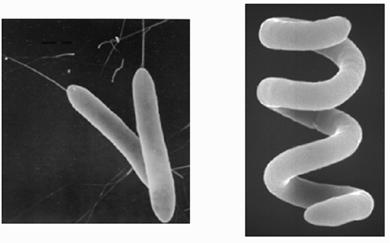 Heliobacteria Bacterias Gram positivas, fotótrofas anoxigénicas producen bacterioclorofila g. El grupo contiene cuatro géneros: Heliobacterium, Heliophilum, Heliorestis y Heliobacillus.