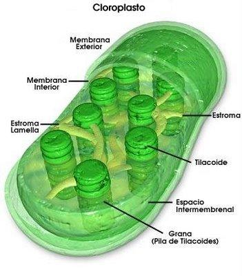 Membranas fotosintéticas