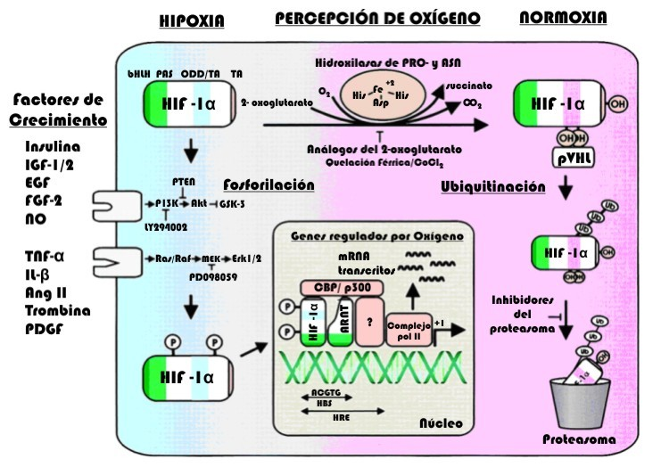 Fig 5. Representación esquemática del sensor de O2 y la regulación de la expresión de HIF- 1.