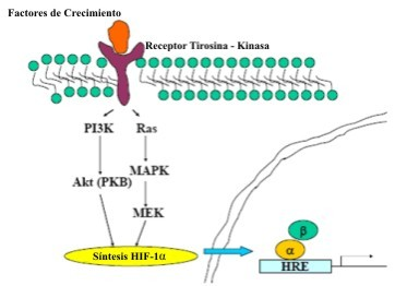 (PKB), Ras, MAPK (proteína quinasa activada por mitógenos), y MEK (quinasa de MAPK).
