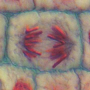 Anafase: -Las cromátidas se separan a polos opuestos de la célula arrastradas por los