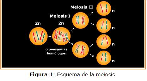 DIVISIÓN CELULAR INDIRECTA: MEIOSIS La meiosis es un tipo de división celular que consiste en la duplicación del ADN seguida por dos divisiones nucleares y citoplasmáticas para generar células con un