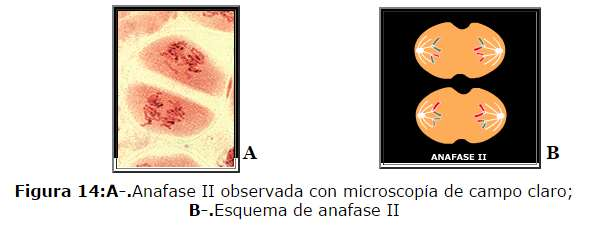 Metafase II: los cromosomas se ubican en el plano ecuatorial de la célula.