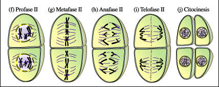 MEIOSIS II Las cromátides hermanas de cada cromosoma se separan, como si fuese
