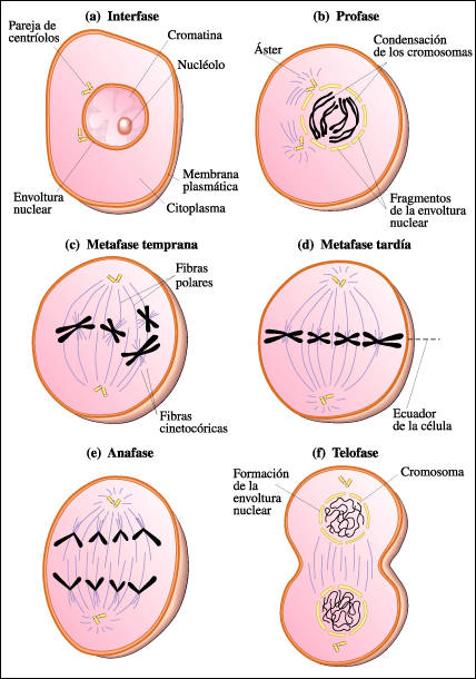 Mitosis f) Telofase.