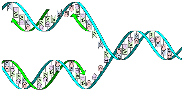 Doble hélice de ADN en el momento de su replicación. http://upload.wikimedia.org/wikipedia/commons/thumb/7/70/dna_replication_split.svg/315px-dna_replication_split.svg.png 2.