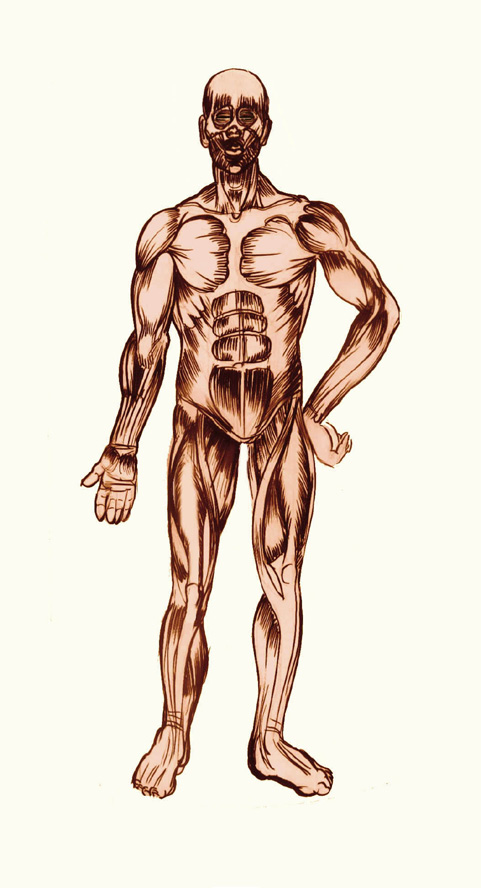 SHEET 7: 4.Muscular System (We also have a circulatory and respiratory system which will be studied next year).