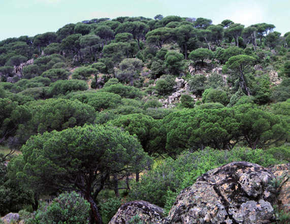 Abedular en la Dehesa de Somosierra Javier Cantero Pinar de pino piñonero en Pelayos de la Presa a la definición de terreno forestal y cada una de sus clasificaciones.