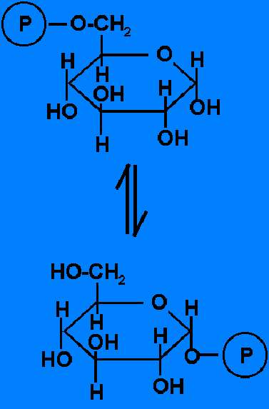 Los precursores activados se añaden de uno en uno, o sea, es un proceso gradual. La síntesis está acoplada a la hidrólisis de pirofosfato. Se requiere de una molécula cebadora o primer.