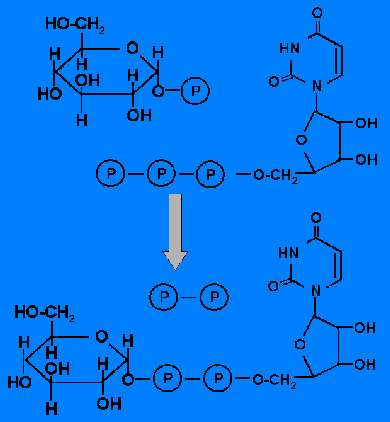 Figura 16. Activación de la glucosa 1 fosfato. Se produce una reacción con el UTP y se forma UDP-glucosa y pirofosfato.