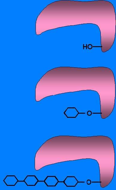 Figura 17. Representación de la glucogenina y la molécula cebadora de glucógeno necesaria para la síntesis del mismo. Las moléculas de glucosa se representan como un anillo piranósico.